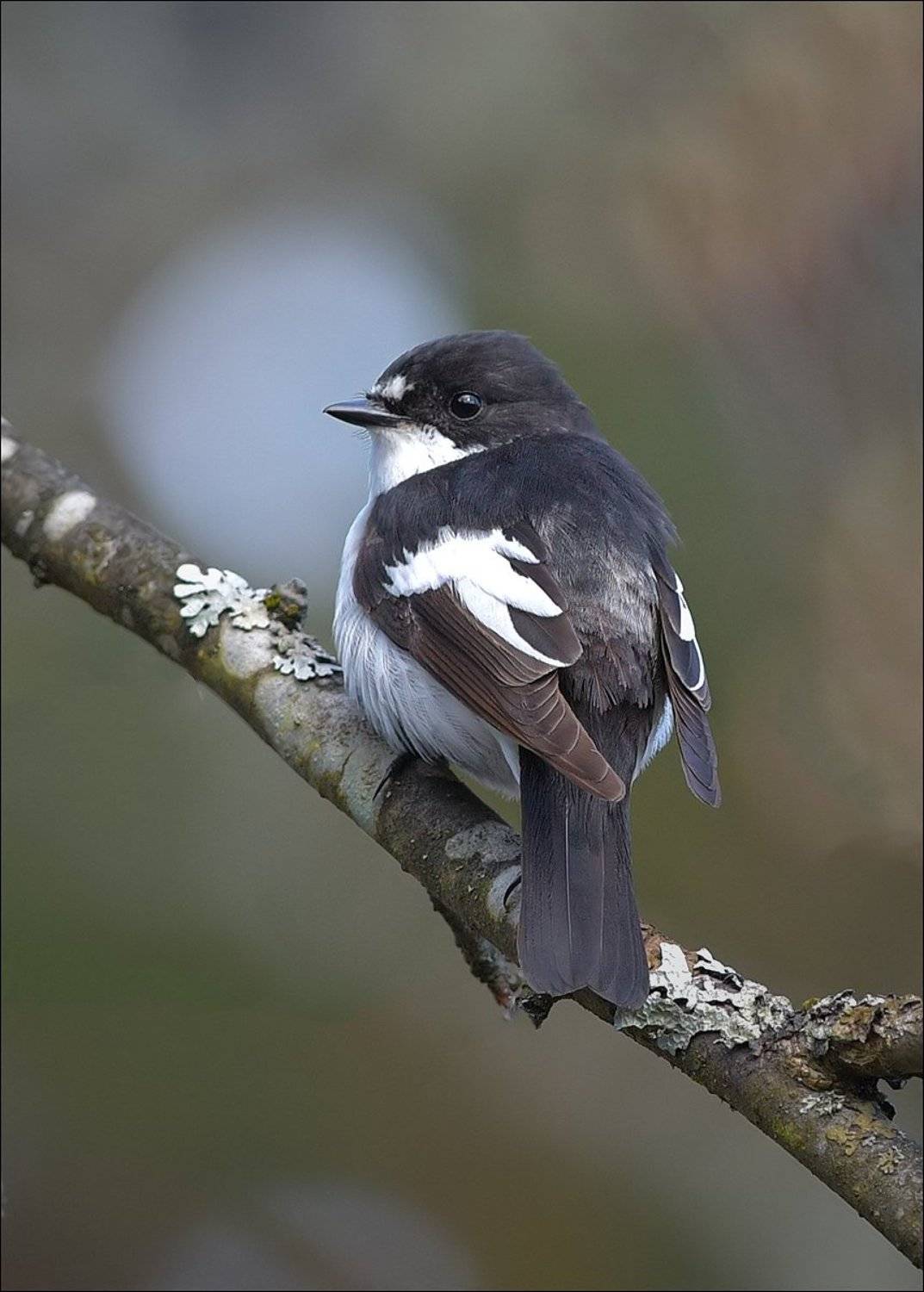 мухоловка, Андрей Медведев