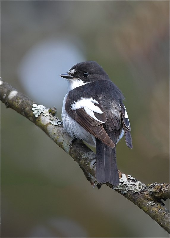 мухоловка Пеструшка фото превью