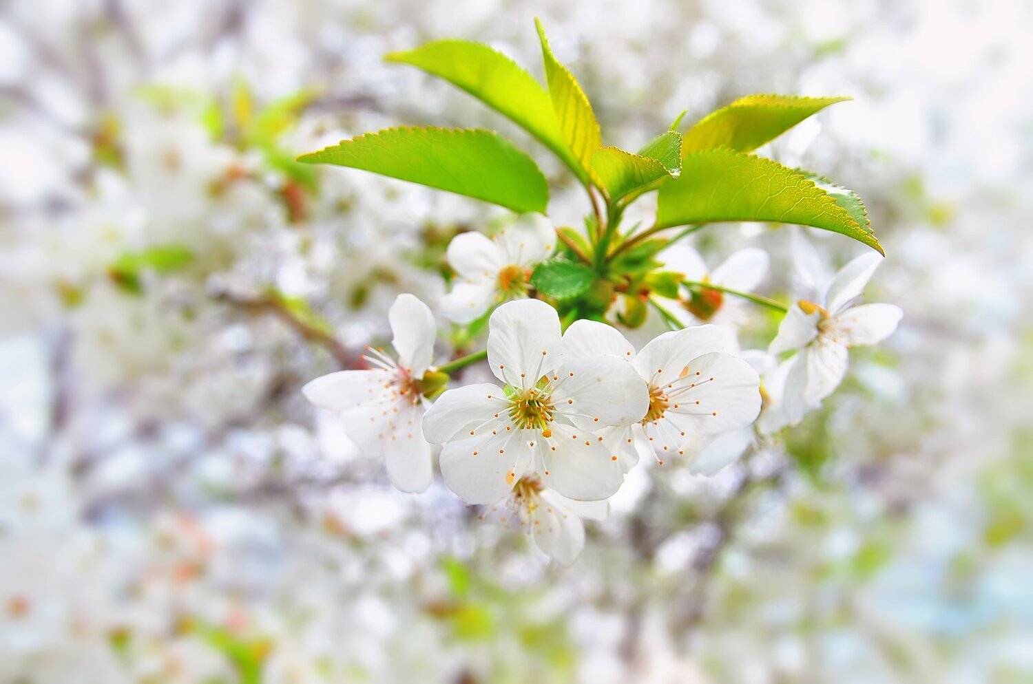 белый, цветение, весна, нежность, светлый, Владимир Володин