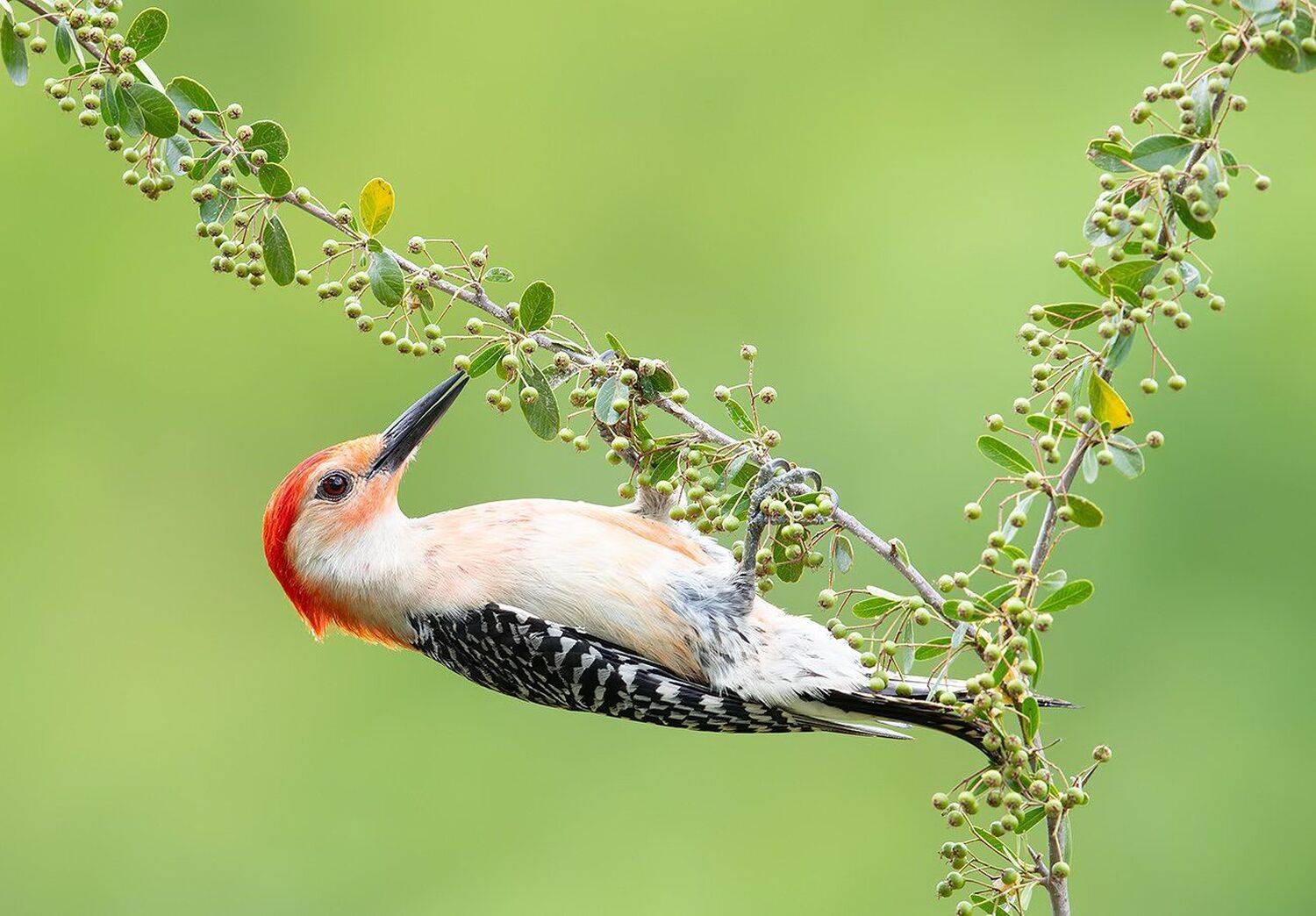 дятел, каролинский меланерпес, red-bellied woodpecker, woodpecker, Elizabeth Etkind