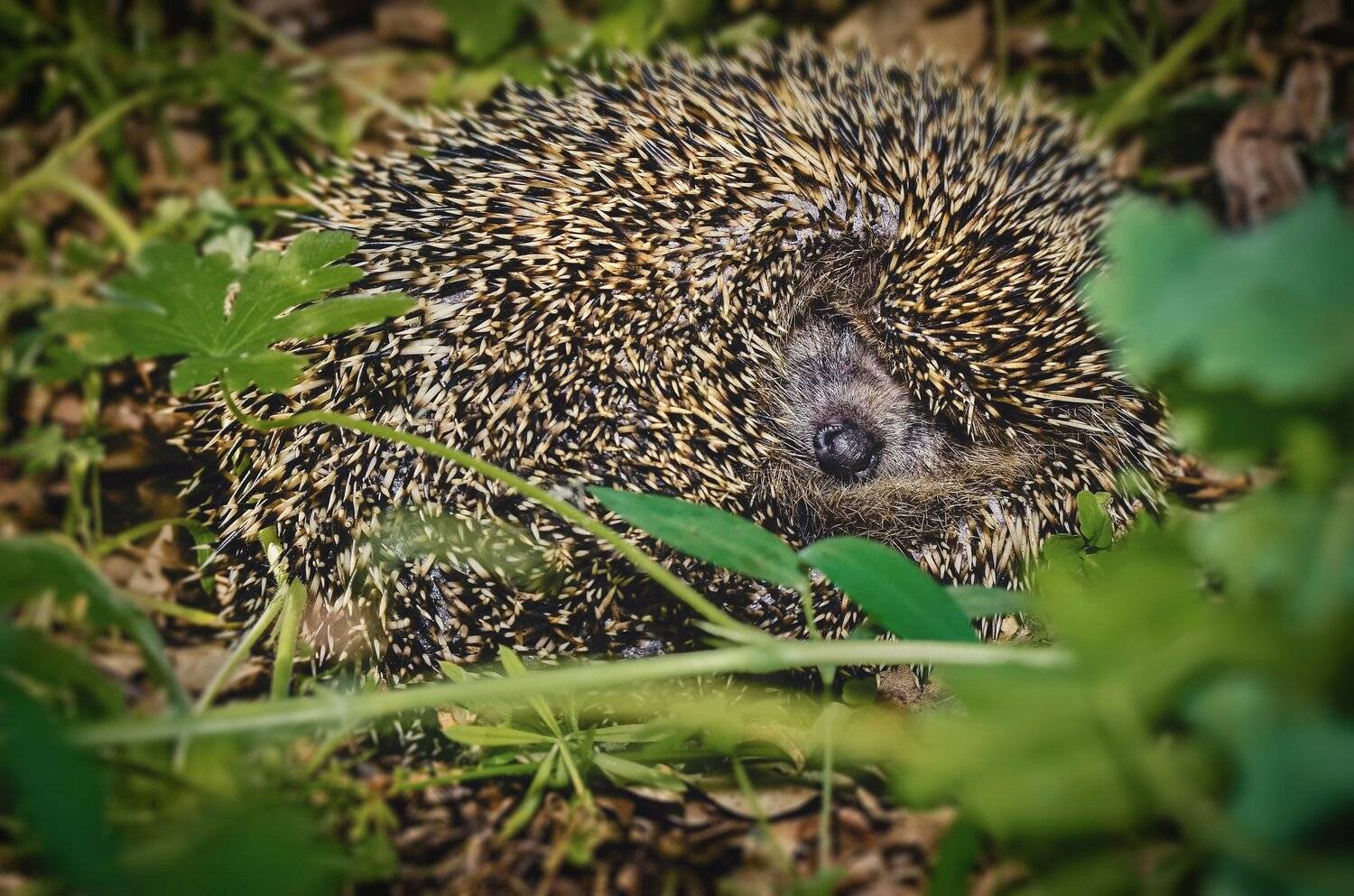 ёж, сон, лето, животные, иголки, зелень, Владимир Володин