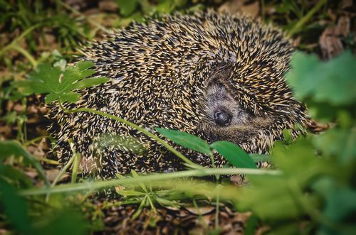 Дорогой сон