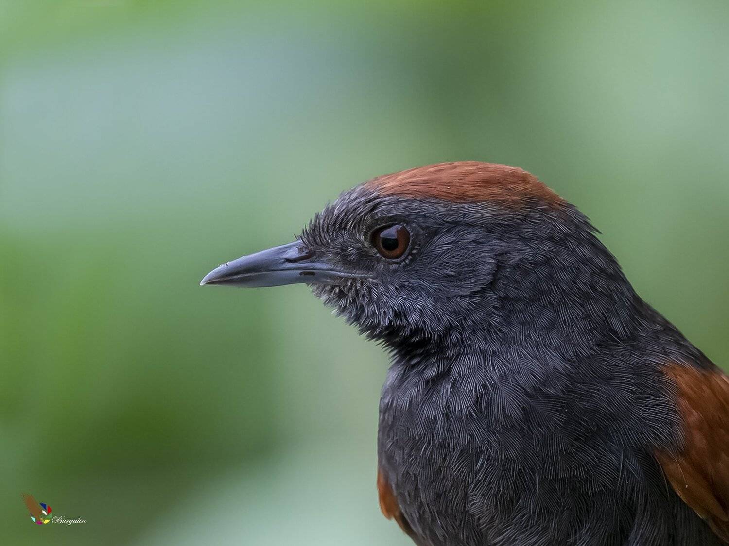 , Fernando Burgalin Sequeira