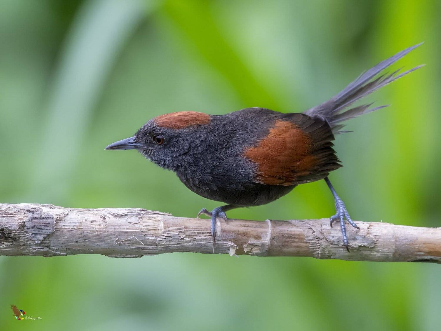 , Fernando Burgalin Sequeira