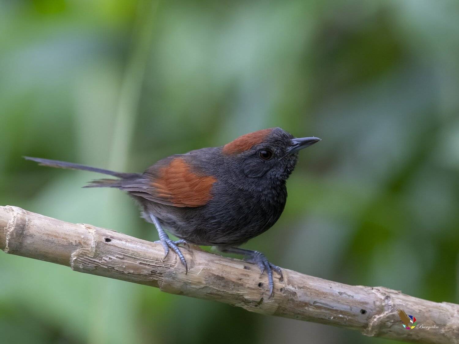 , Fernando Burgalin Sequeira