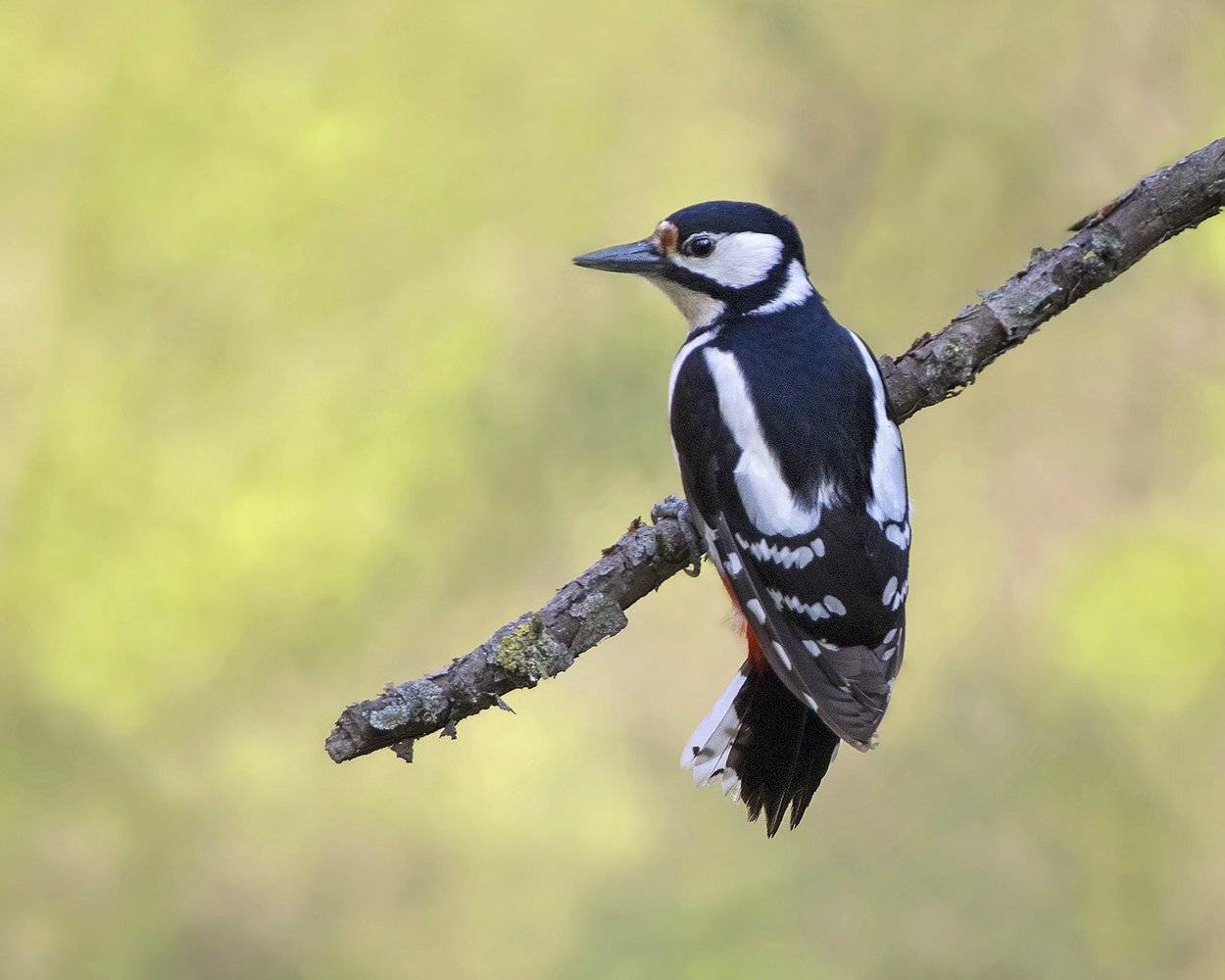 , Евгени Стефанов