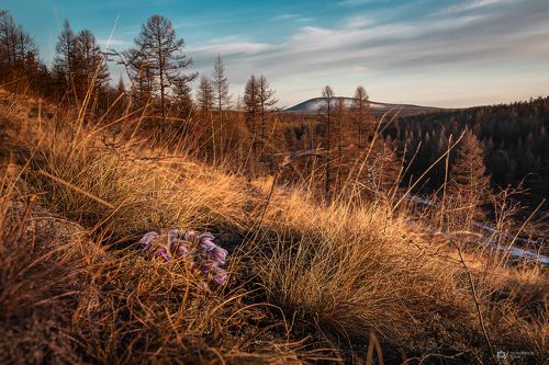 Бобрик, пушистик, сон-трава или подснежник