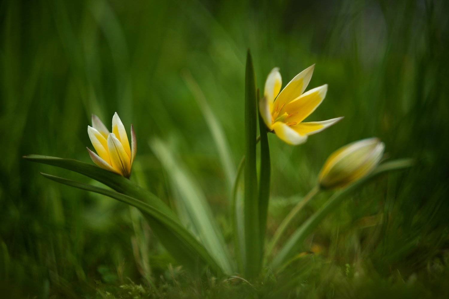 , Эдуард Колобошников