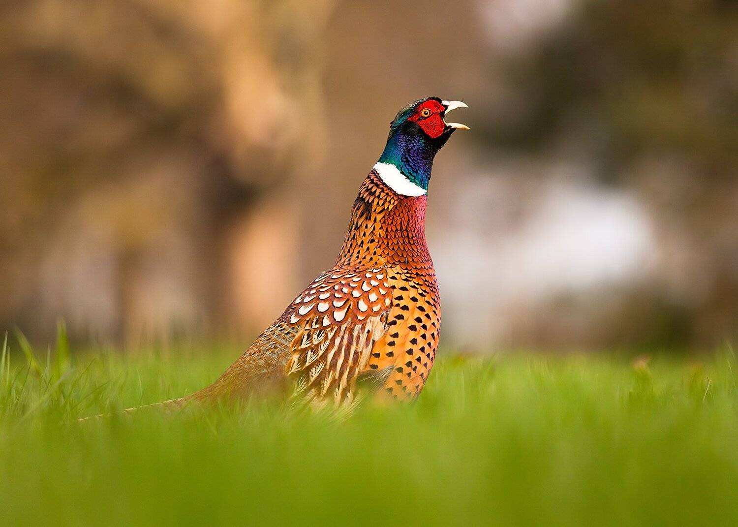 , Robert Adamec
