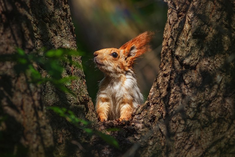 canon 55-250, beautiful, красивый, moment, момент, nature, природа, wildlife, живая, spring, весна, весенний, animal, животное, forest, лесное, fluffy, пушистая, red, рыжая, squirrel, белка, Солнечное утро милого пушистика :) фото превью