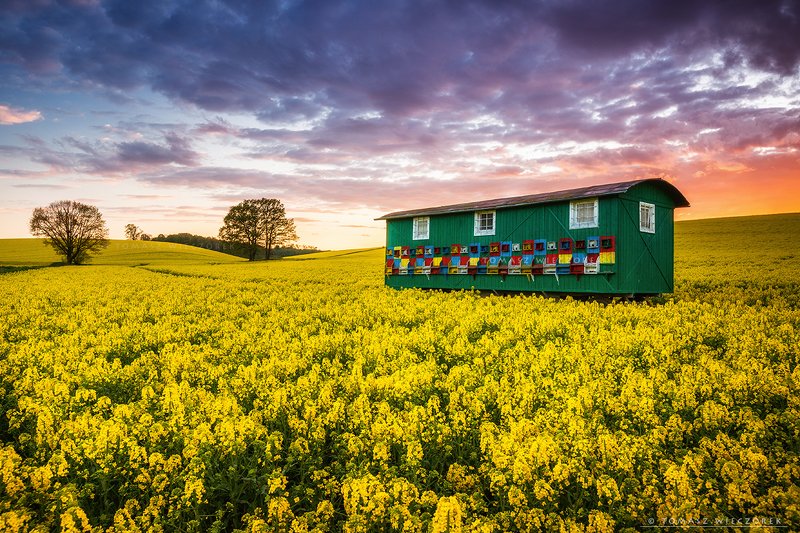 poland, polish, landscape, sunrise, sunset, colours, awesome, amazing, adventure, travel, beautiful, bee, colza, fields, beehive, light, sky, clouds Bee life фото превью