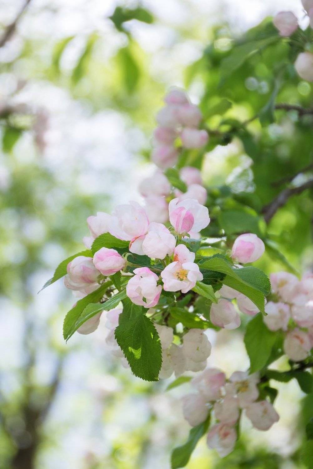 природа, весна, цветы, Сипаева Катерина