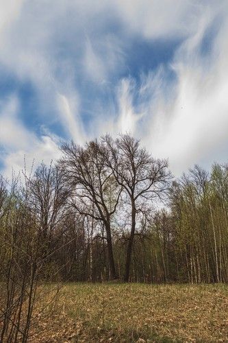 Майский лес в г. Кулебаки