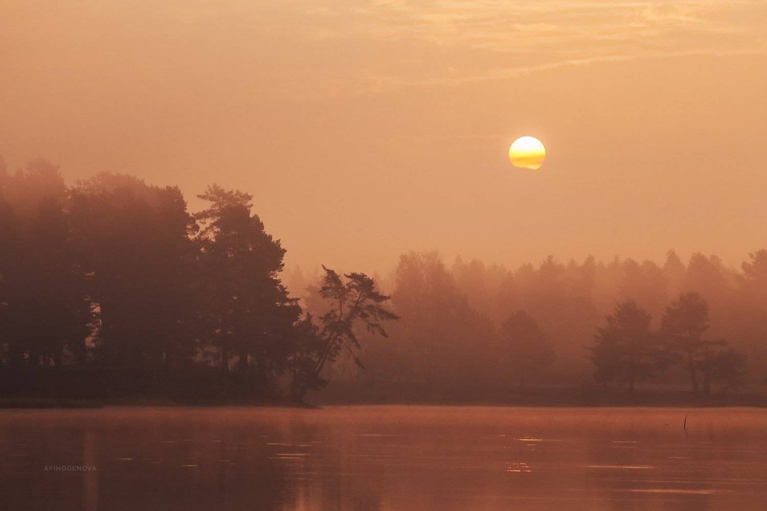 утро солнце рассвет лес, Татьяна Афиногенова