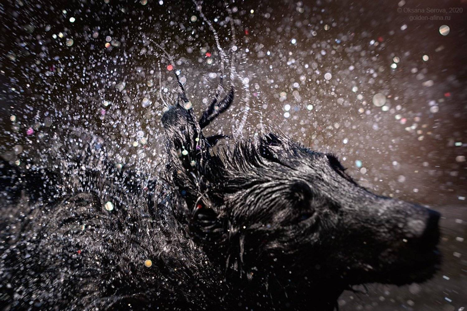 , Оксана Серова