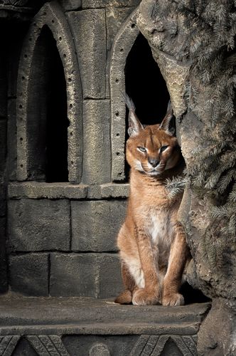 Caracal