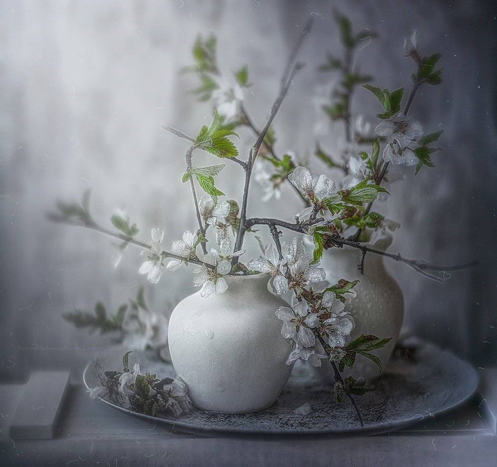 , Svoboda Andreeva