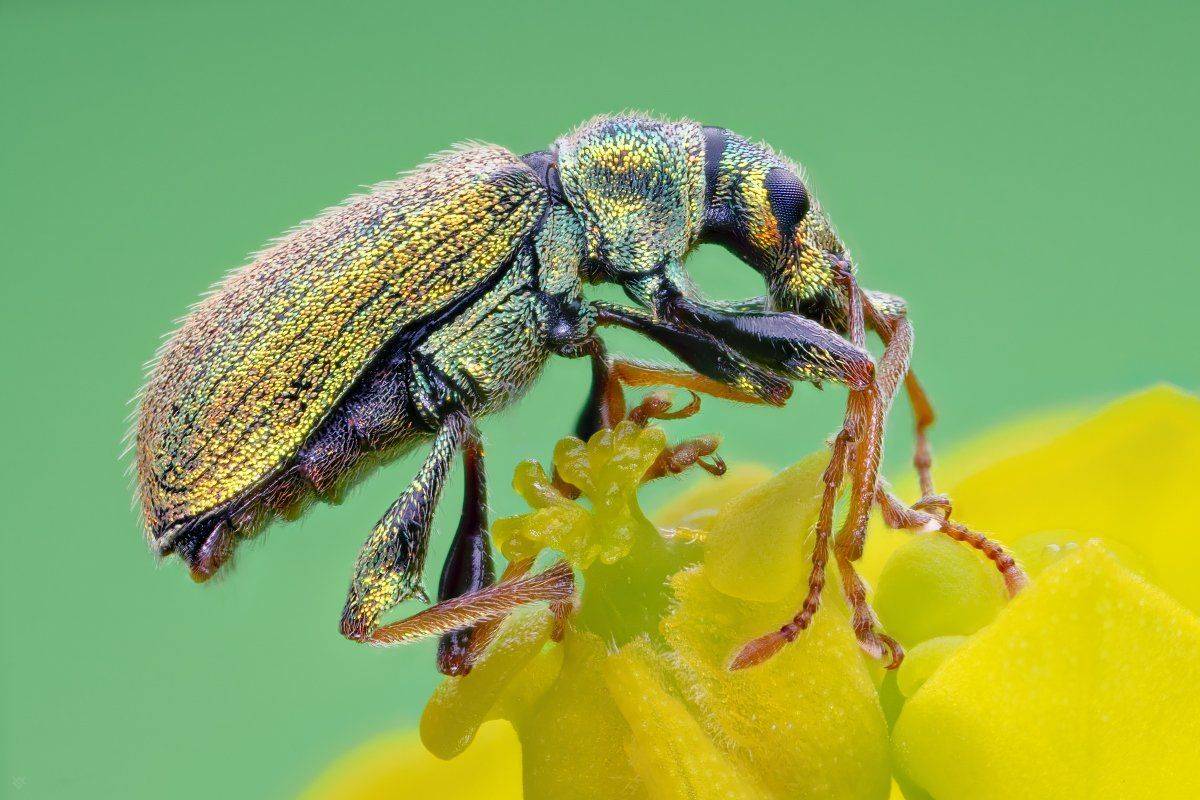 Phyllobius arborator, Phyllobius, bug, wildlife, macro, Wojciech Grzanka