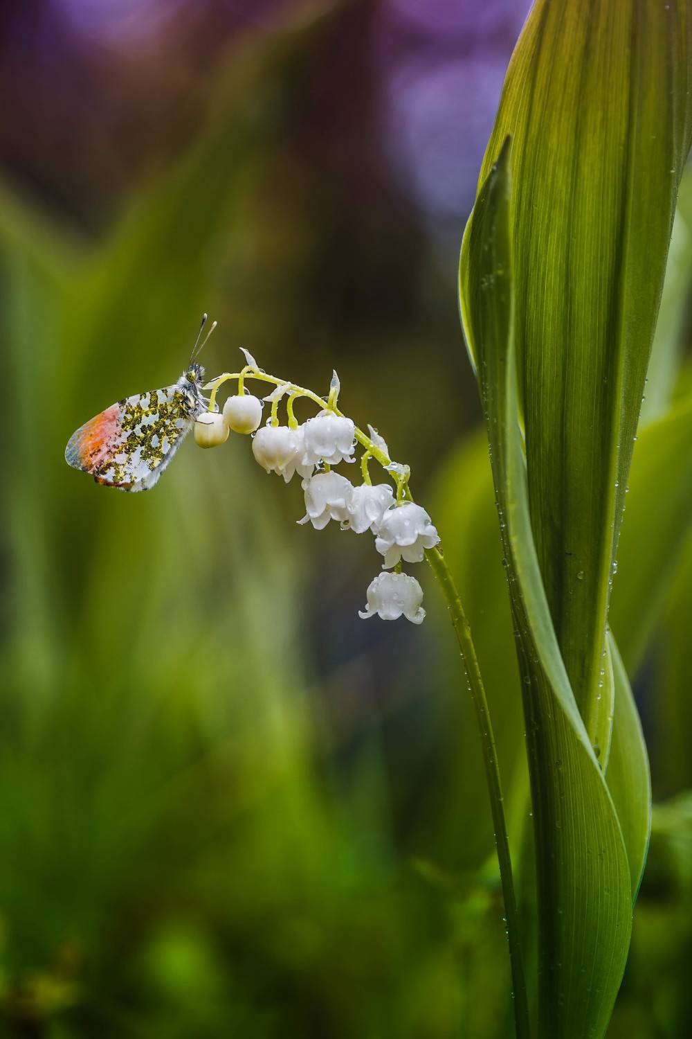 , Роман Зайцев