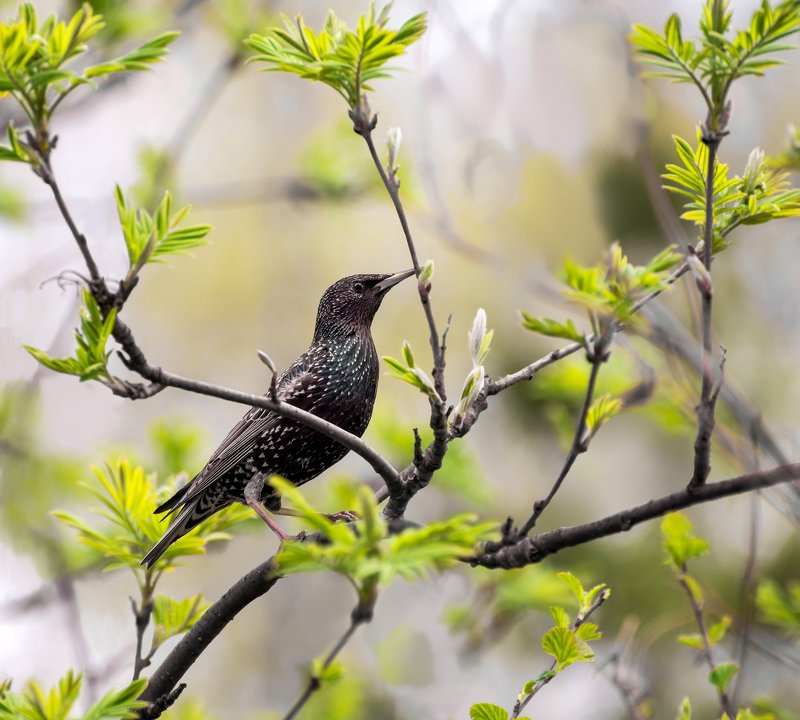птица, скворец, весна, Скворушка.. фото превью