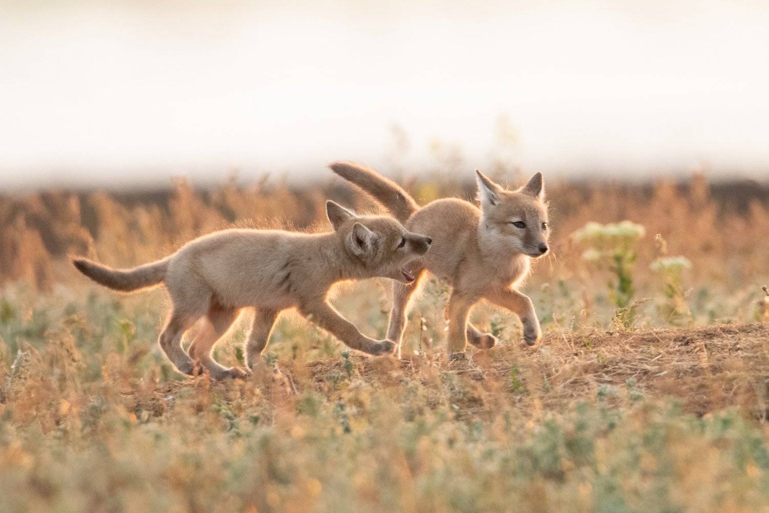 животные, лисята, Цветков Сергей
