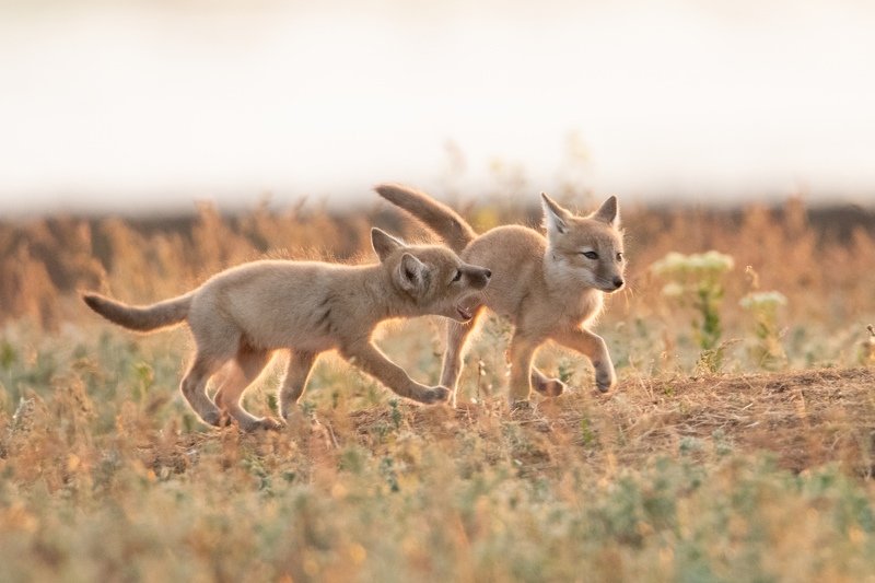 животные, лисята Семейные разборки фото превью