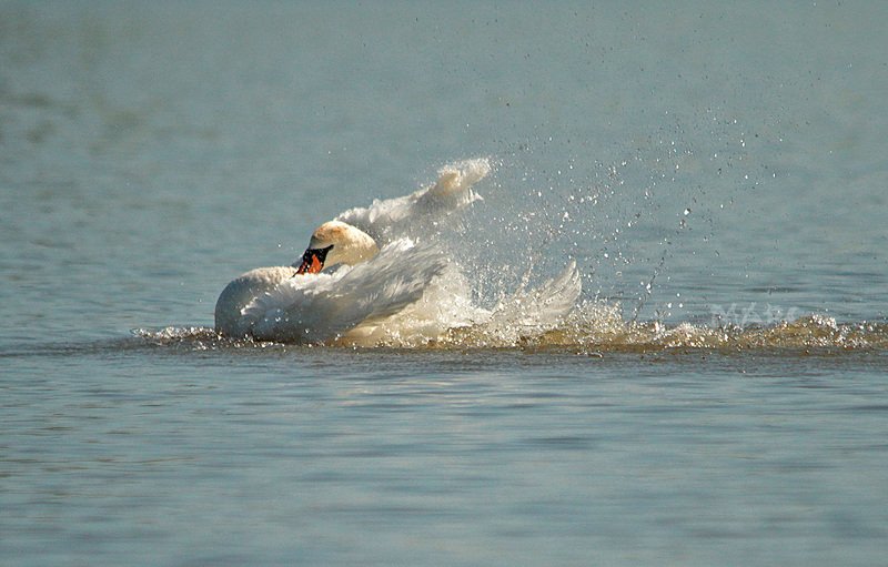 животные птицы весна лебедь-шипун Царевна Лебедь фото превью