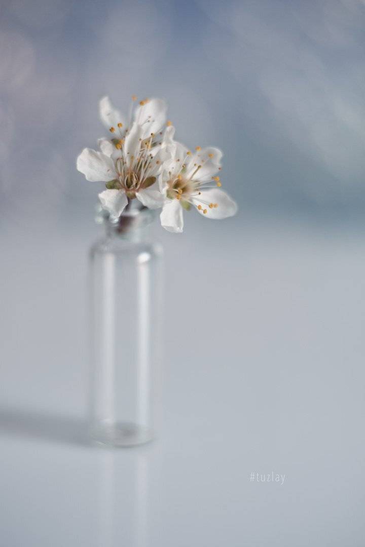 цветки сливы, гелиос 44, боке, Владимир Тузлай