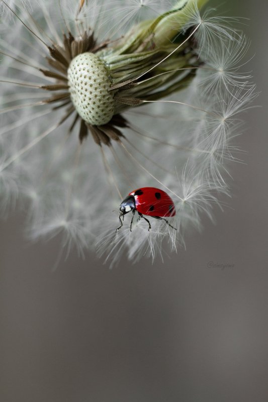 макро, природа, nature, macro, насекомые, insect, ladybug, божьякоровка  фото превью