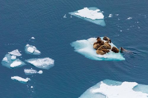 Дрейфующие в лето