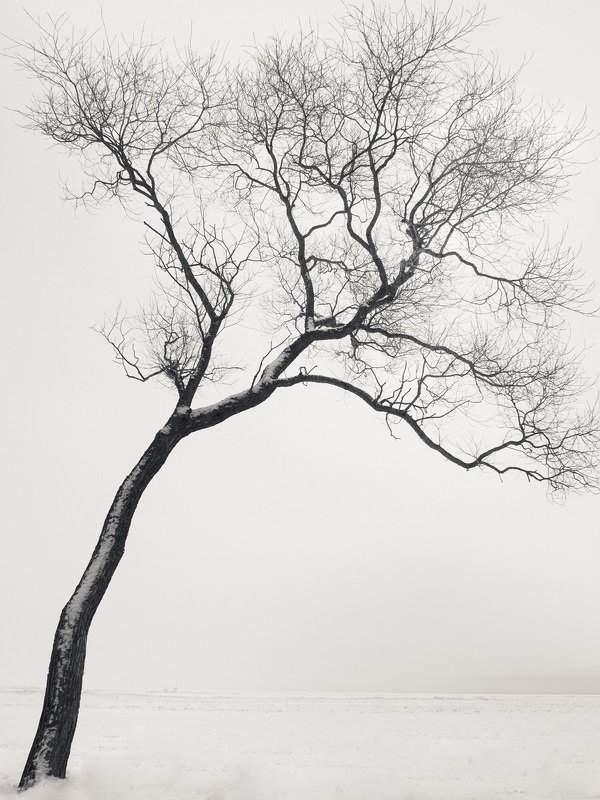 чёрно-белое, графика, петергоф, александрия В мечтах... фото превью