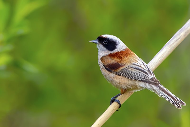 Penduline Tit фото превью