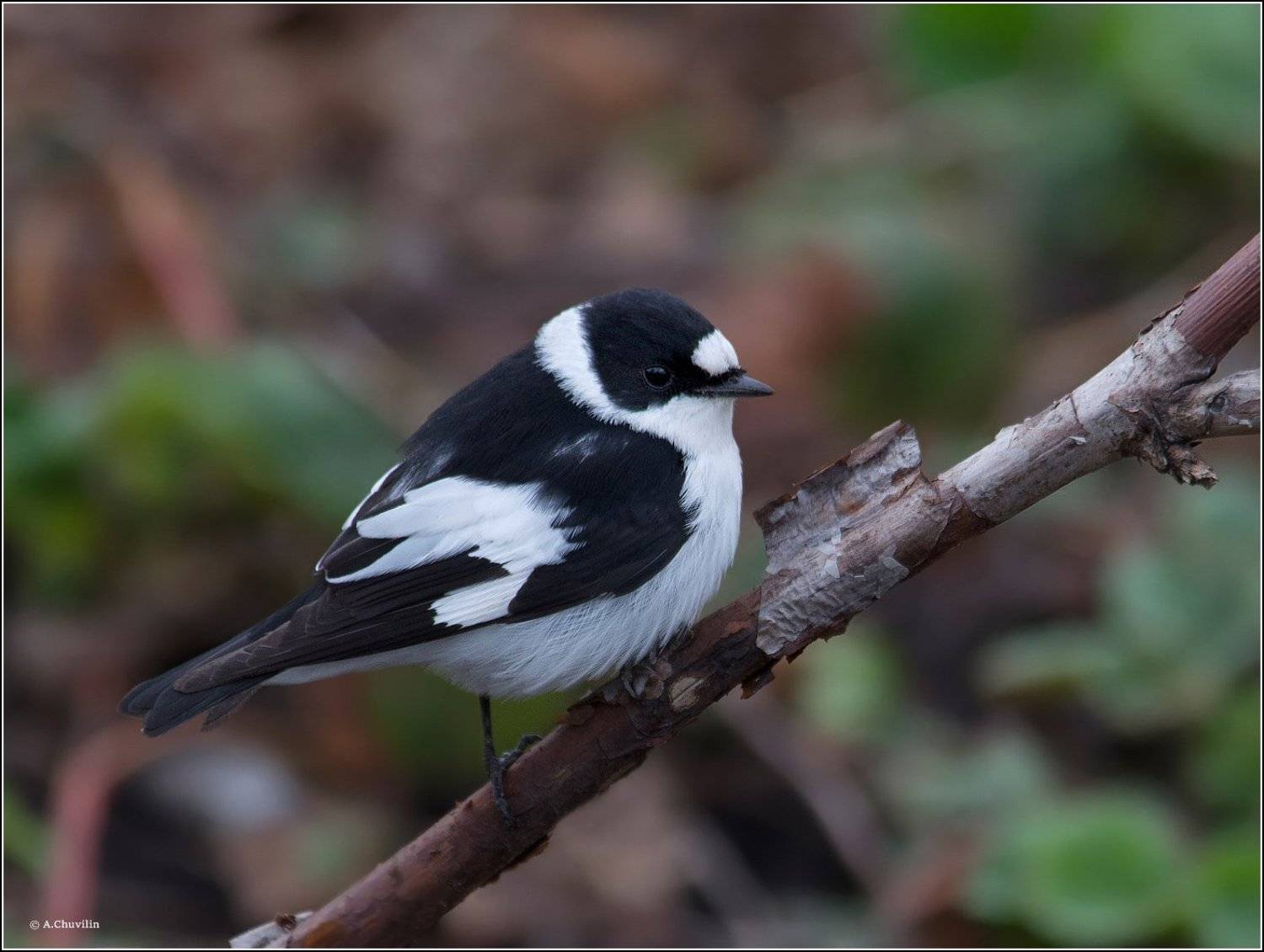 птица,мухоловка,белошейка, Александр Чувилин