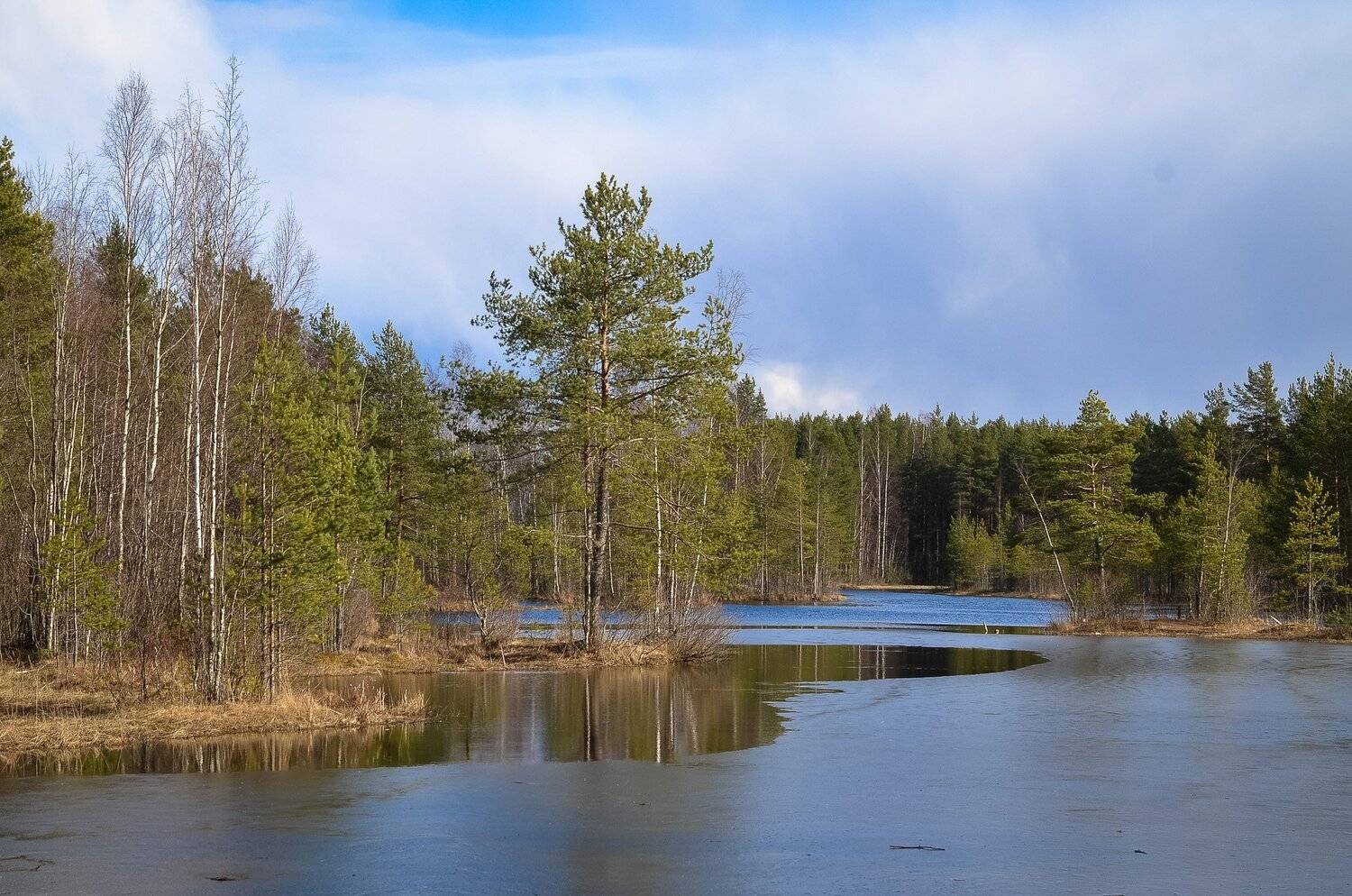 весна, озеро, ленобласть, заповедник, заказник, красиво,лес, Валерий Верещако
