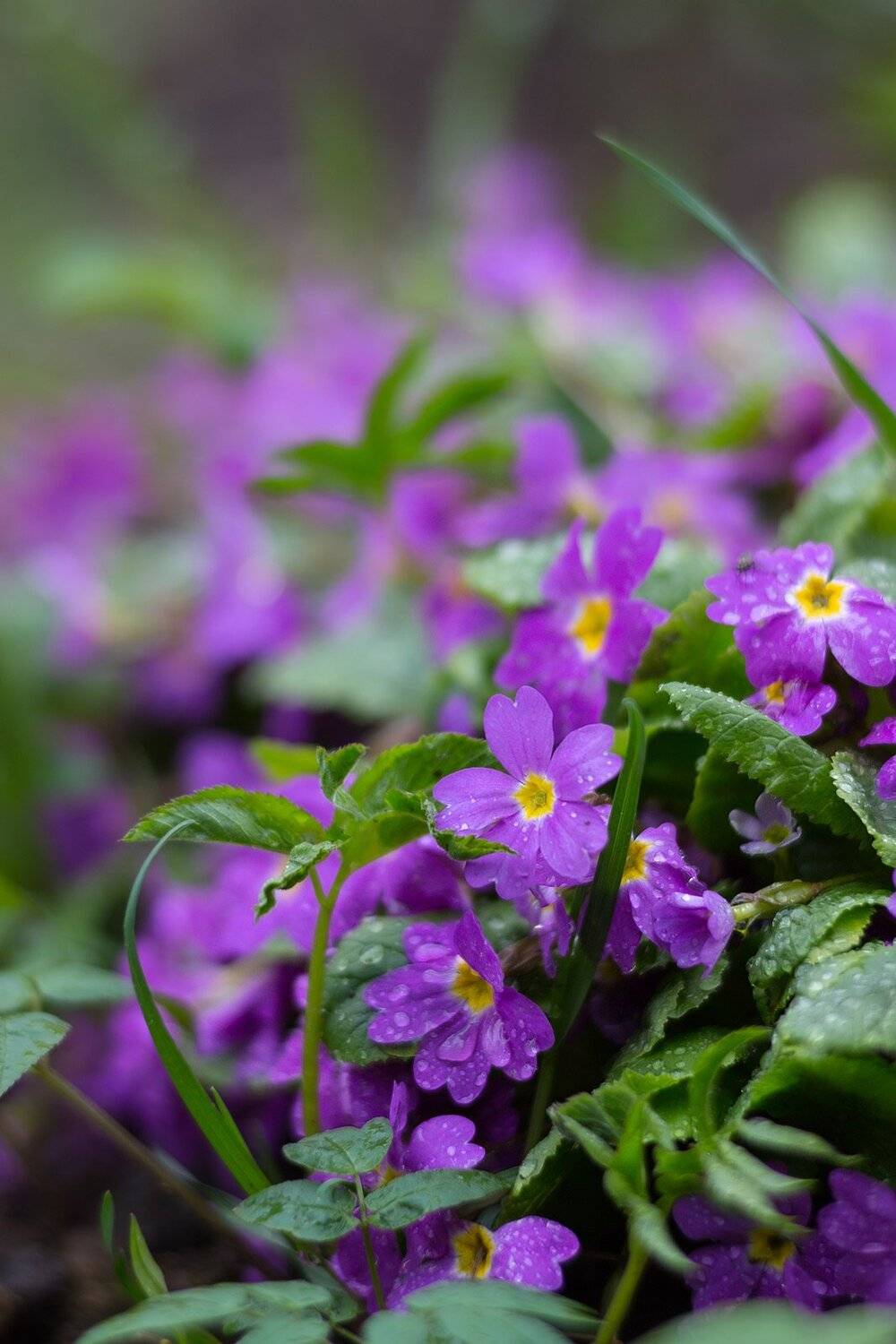 , Александр