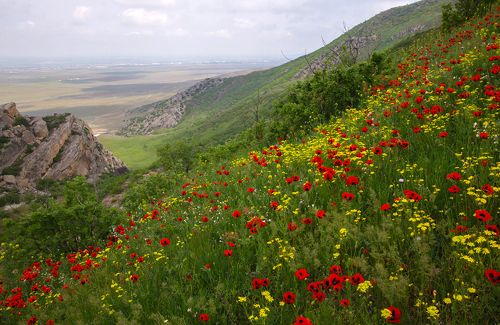 Сезон мака..