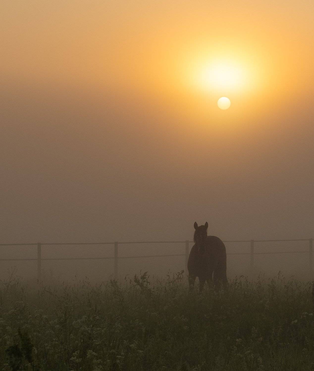 , Дмитрий Демидов