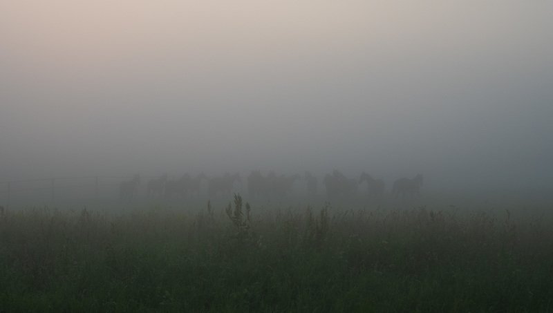 Лошади в тумане. фото превью