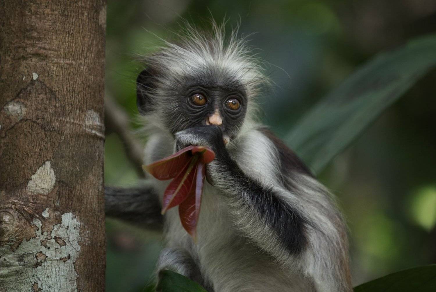 колобус , примат, занзібар ,африка ,джозани , национальный парк , занзибар , танзания, обезьяна ,zanzibar, Наталия Деркач