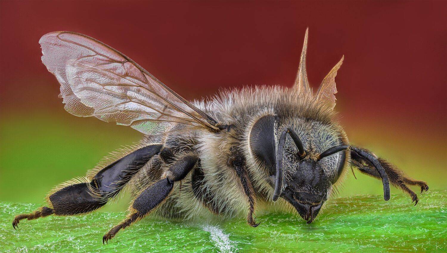 ceclii, macro, nikon d3400, lomo 3.7, Tsvetan Ganev