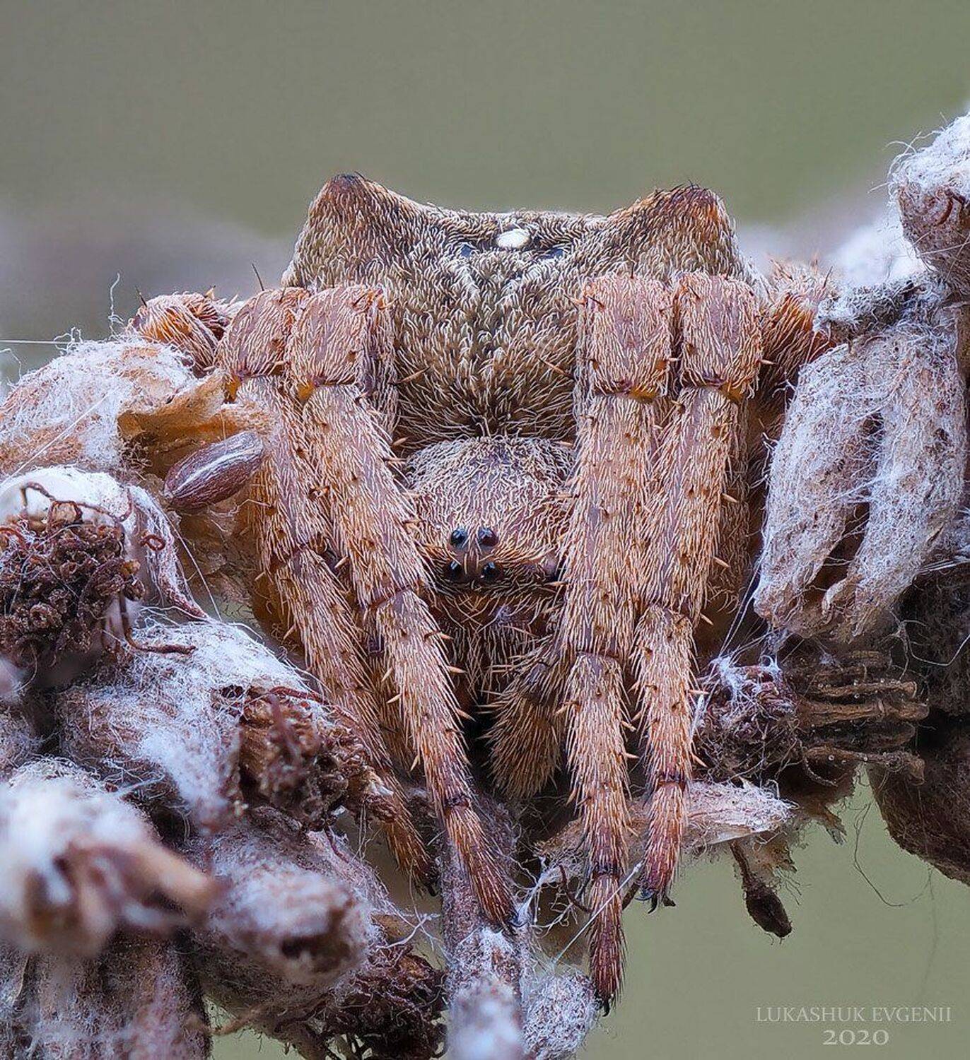 , Евгений Лукашук