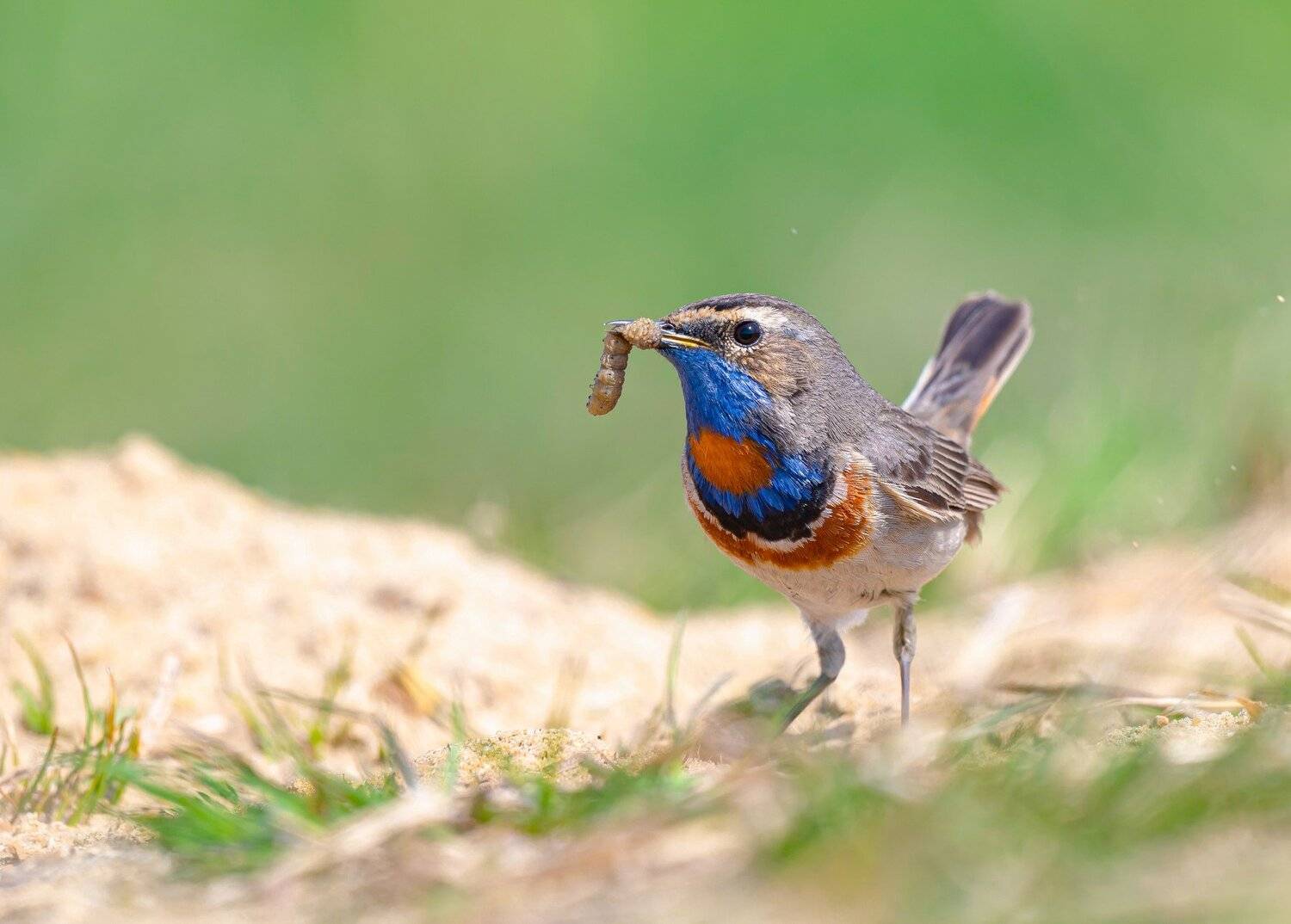 птицы,природа, весна, Андрей Киселёв