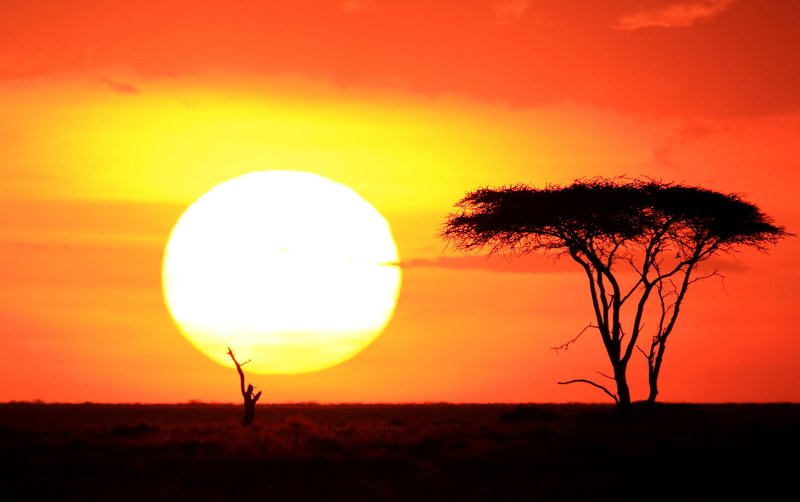 acacia sunset фото превью