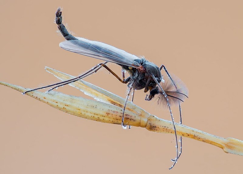 Комар звонец фото превью