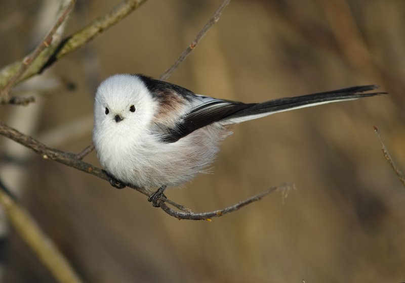 ополовник фото превью