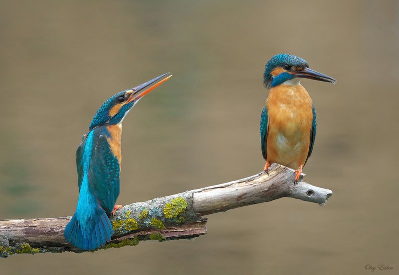 птицы, зимородок, пара Женские капризы фото превью