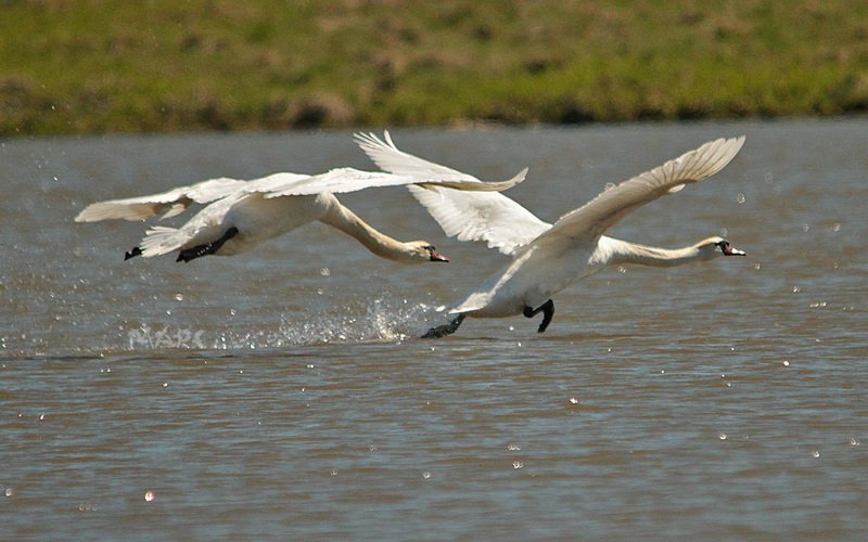 животные птицы весна лебеди-шипуны Догонялки фото превью