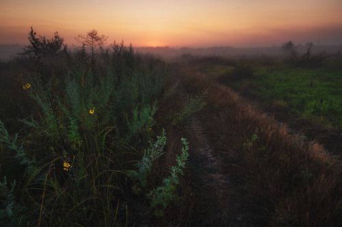Dawn in the steppe.