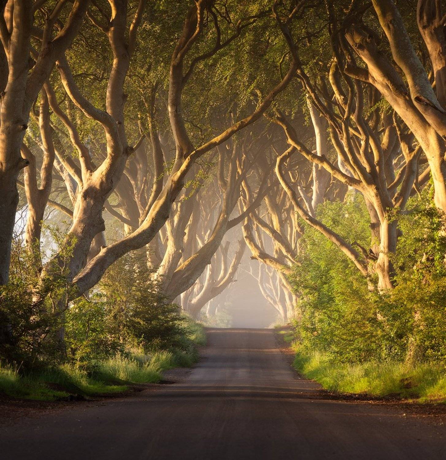 northern, ireland, dark hedges, Alex Yurko