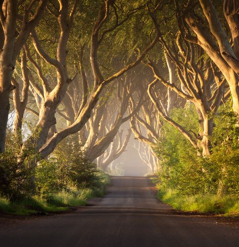 Dark Hedges